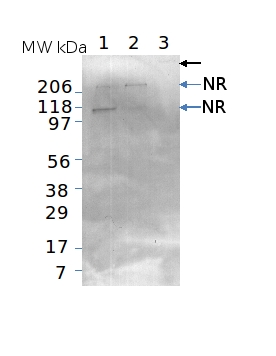 Western blot using anti-NR antibodies